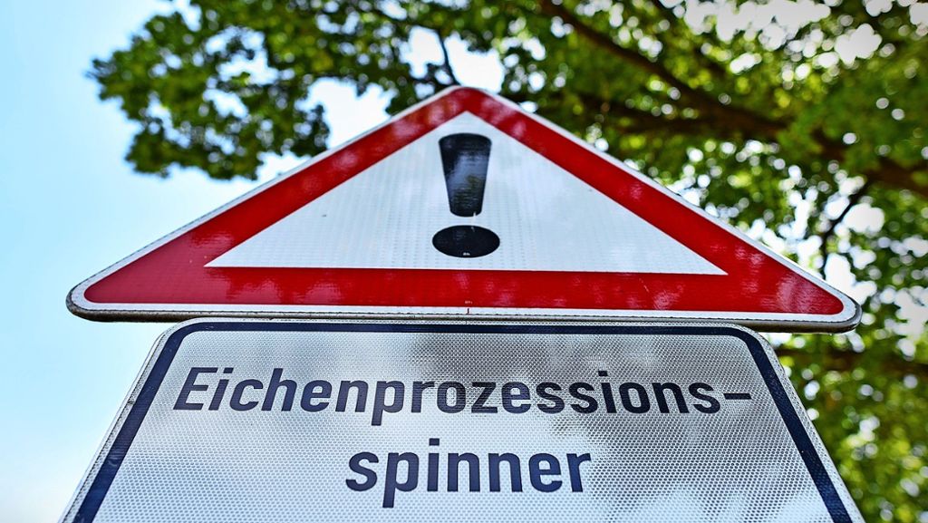 Eichenprozessionsspinner in  Stuttgart: Pflanzenöl gegen die Schädlinge