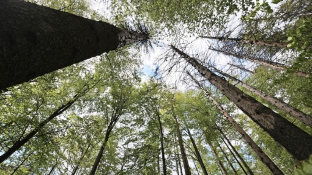 Nationalpark Bayerischer Wald: Die Stimmung hat sich gedreht