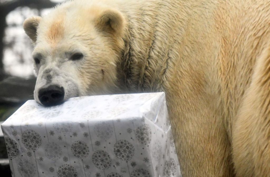 Überall auf der Welt gibt es Bescherung für die Zootiere – hier versucht ein Eisbär in Frankreich, sein Päckchen zu öffnen.