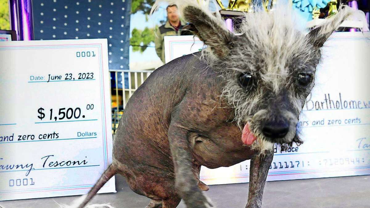 Kurioser Schönheitswettbewerb: Scooter,  der hässlichste Hund der Welt