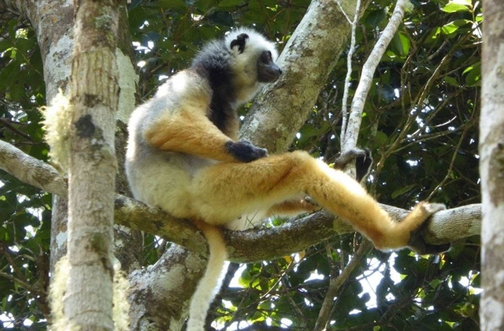 Ein Indri auf seinem Hochsitz