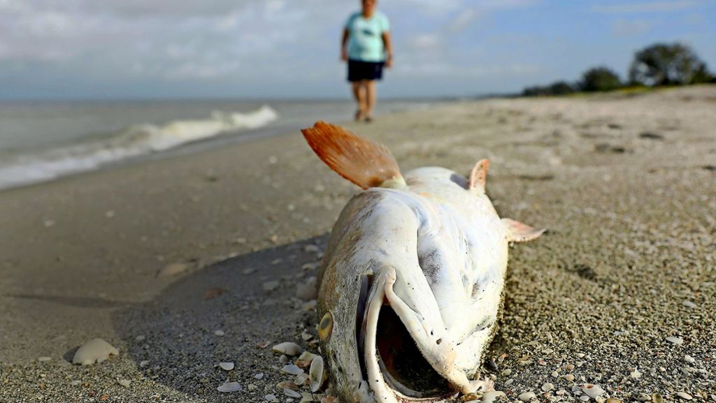 Umweltkatastrophe in Florida: Der Strand wird zur Todeszone