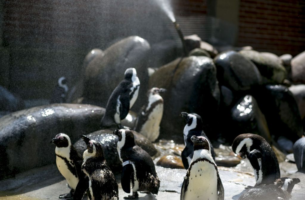 . . . im zoologischen Garten lockten rund 1,6 Millionen Besucher.