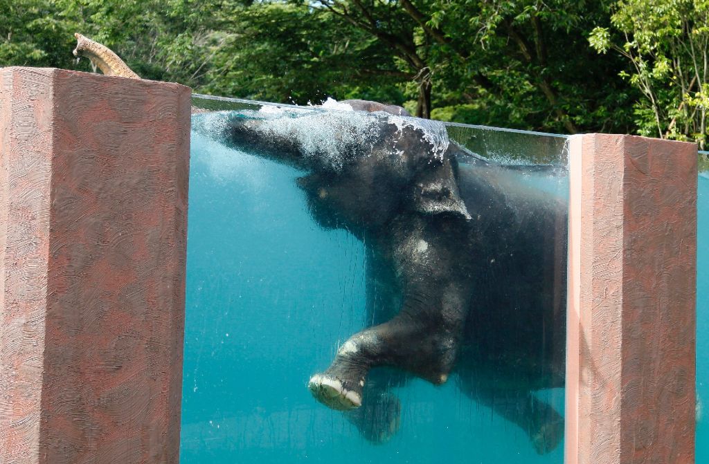Elefanten lieben es offenbar, im Wasser zu planschen.
