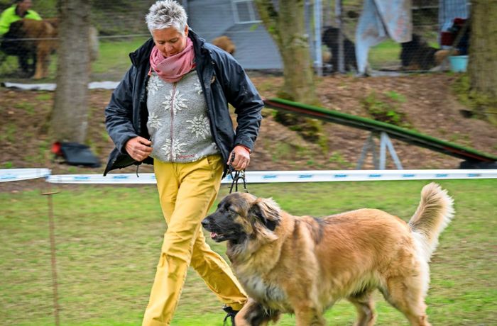 Leonberger Hunde: Bei der Clubschau wird es international
