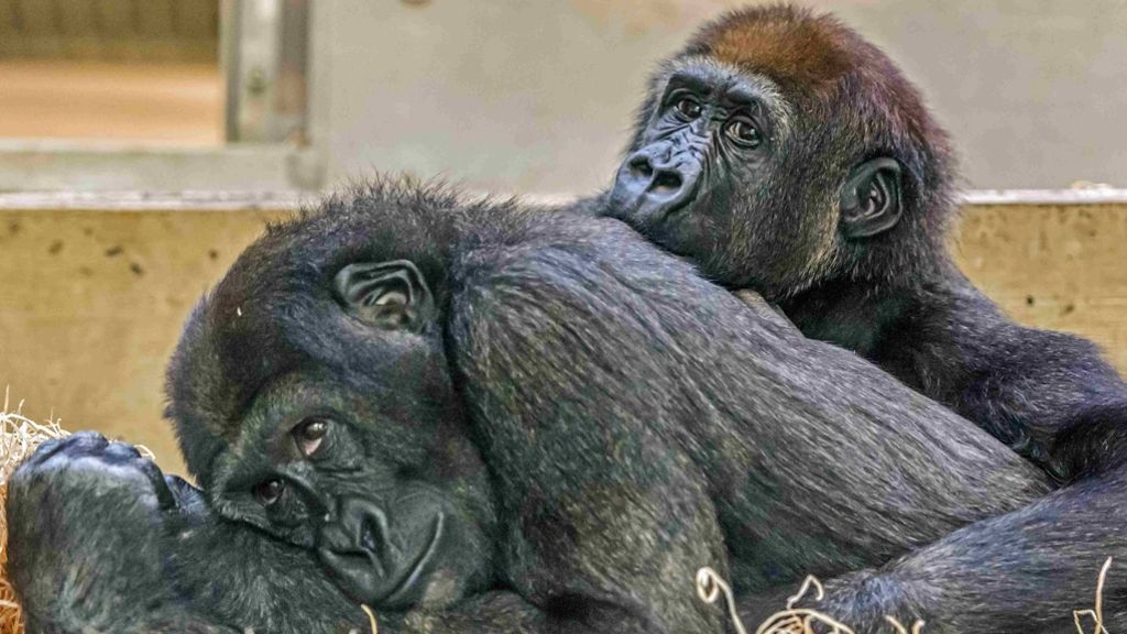 Neues Zuhause: Wilhelma-Gorillas erkunden Zoo in Dublin