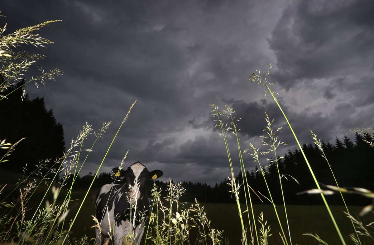 Auch die Kühe im bayrischen Stötten waren von den Gewittern betroffen.
