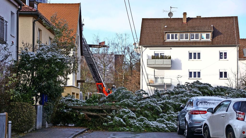 Stuttgart-Degerloch: Und dann fiel plötzlich der Baum auf die Straße