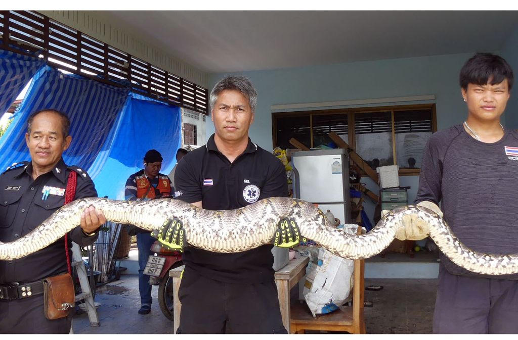 Die Polizei sorgte dann mithilfe von Schlangenexperten dafür, dass die Python ihre Beute wieder herausgeben musste.