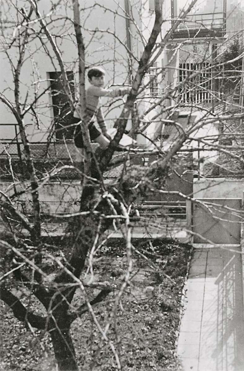 Der Bub im Birnbaum – es war der einzige Baum damals in den Reihenhausgärten.