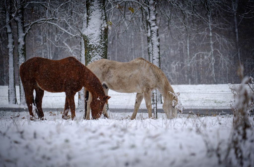 Lassen sich vom Schnee nicht beeindrucken: Pferde beim Schloss Solitude