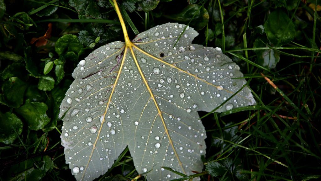 Wetter: Ungemütlicher Herbst in den kommenden Tagen