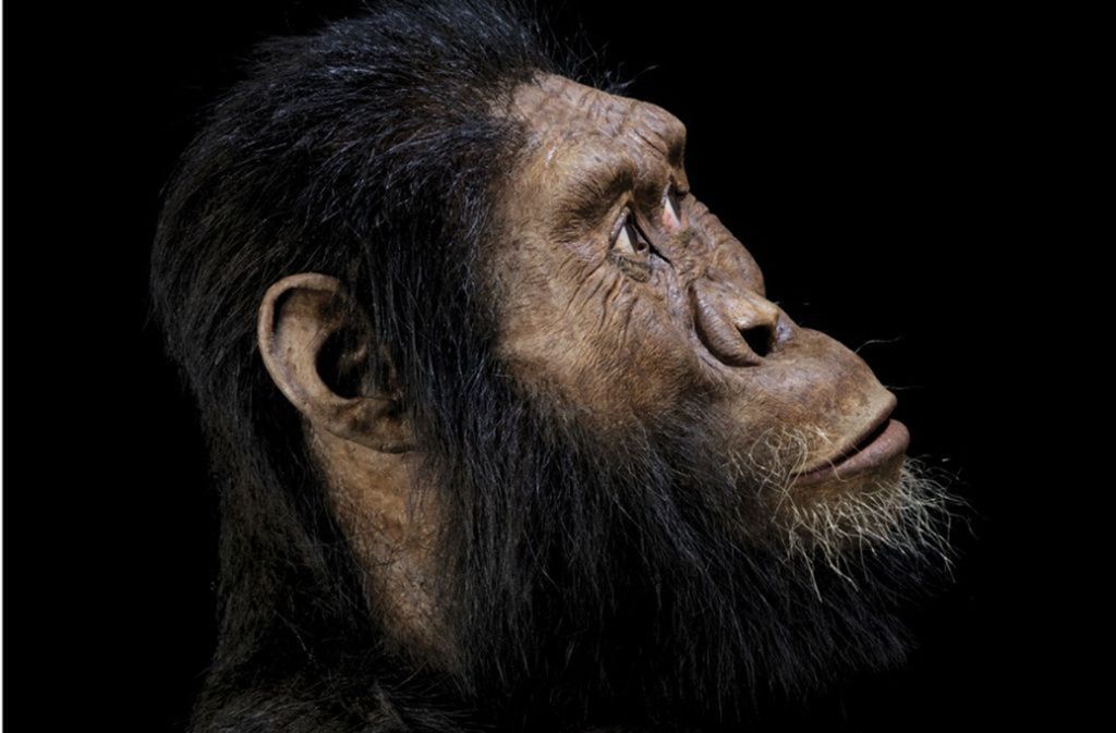 Andere Forschungen zeigten, dass Australopithecus anamensis aufrecht ging. Beweise dafür, dass er Stücke von Steinen absplitterte, um Werkzeug daraus zu machen, gibt es jedoch nicht.