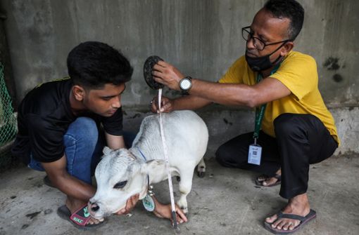 Die Mini-Kuh Rani soll nur  50,8 Zentimeter hoch gewesen sein Foto: dpa/Abdul Goni