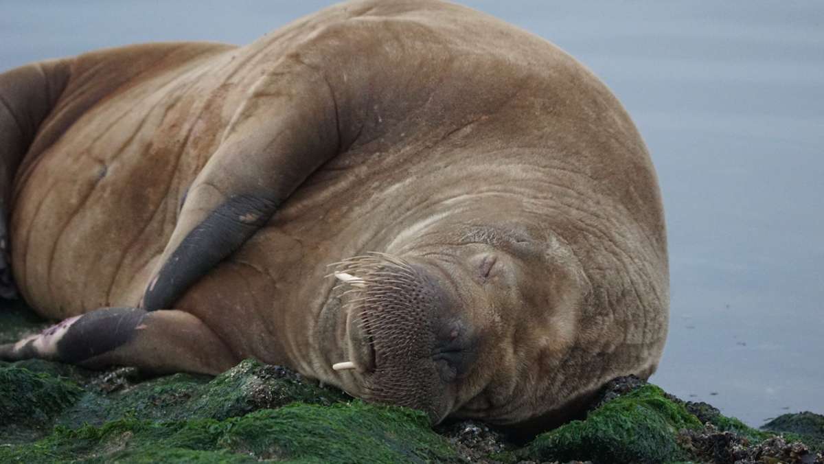 Extrem seltener Gast: Müdes Walross auf Nordsee-Insel Baltrum gesichtet
