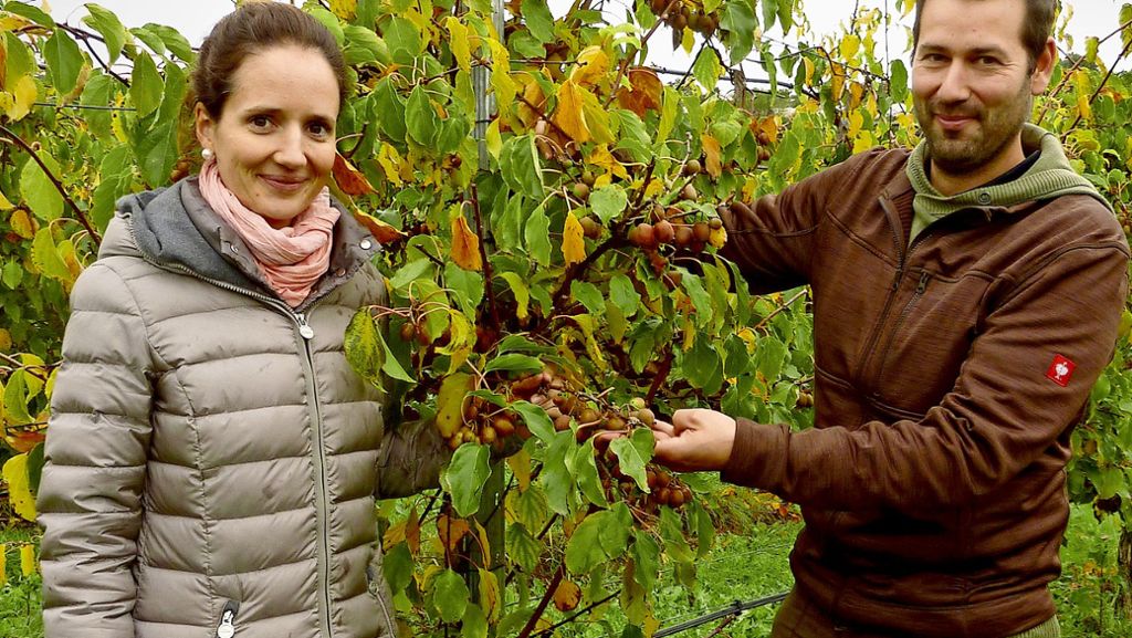 Kiwibeere: Hohenlohischer Obstbauer will Trends setzen