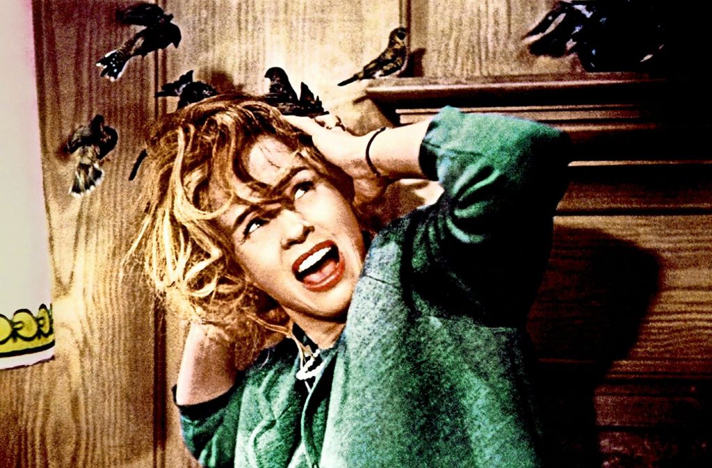 Attacken vor und hinter der Kamera: Tippi Hedren 1963 in den „Vögeln“ Foto: Universal