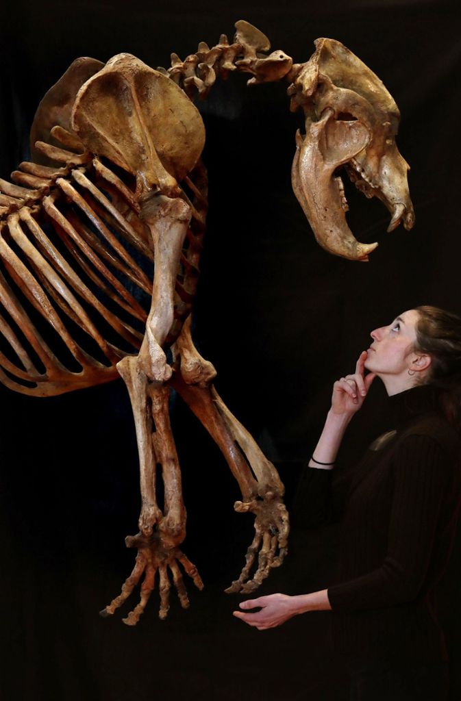 Violette Jongbloed vom Auktionshaus Lyon & Turnbull schaut sich ein vollständig erhaltenes Skelett eines Höhlenbärs an.
