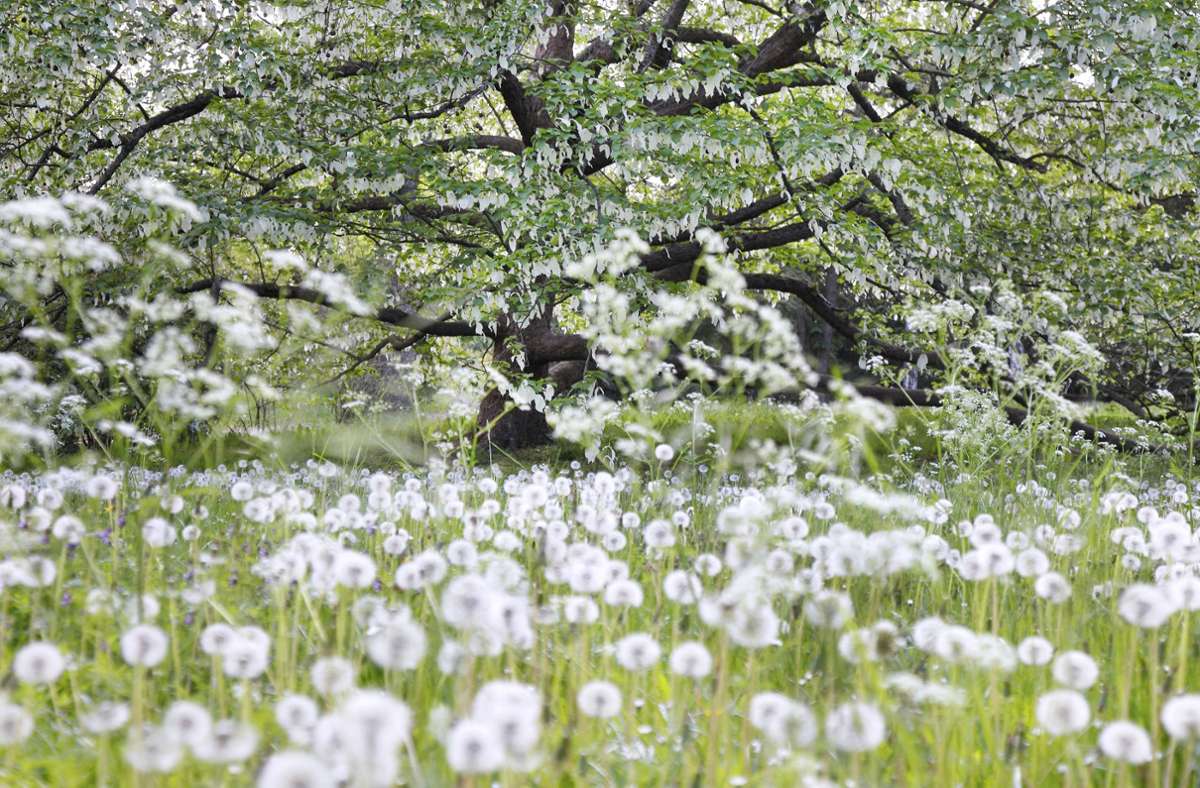 Preisgekröntes Bild (International Garden Photographer of the Year, dritter Preis) von Martin Staffler: „Snow in May“, Pusteblumen am Killesberg in Stuttgart