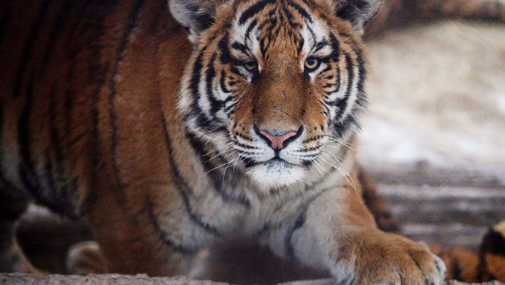 Traditionelle chinesische Medizin: China lockert Verbot für Handel mit Nashorn- und Tigerteilen