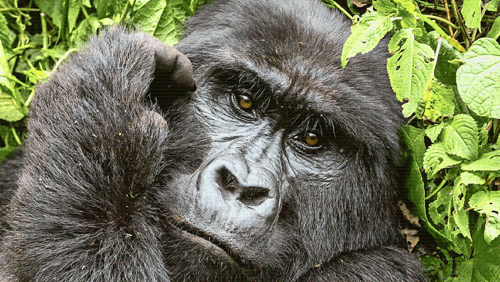 Uganda: Auge in Auge mit Berggorillas