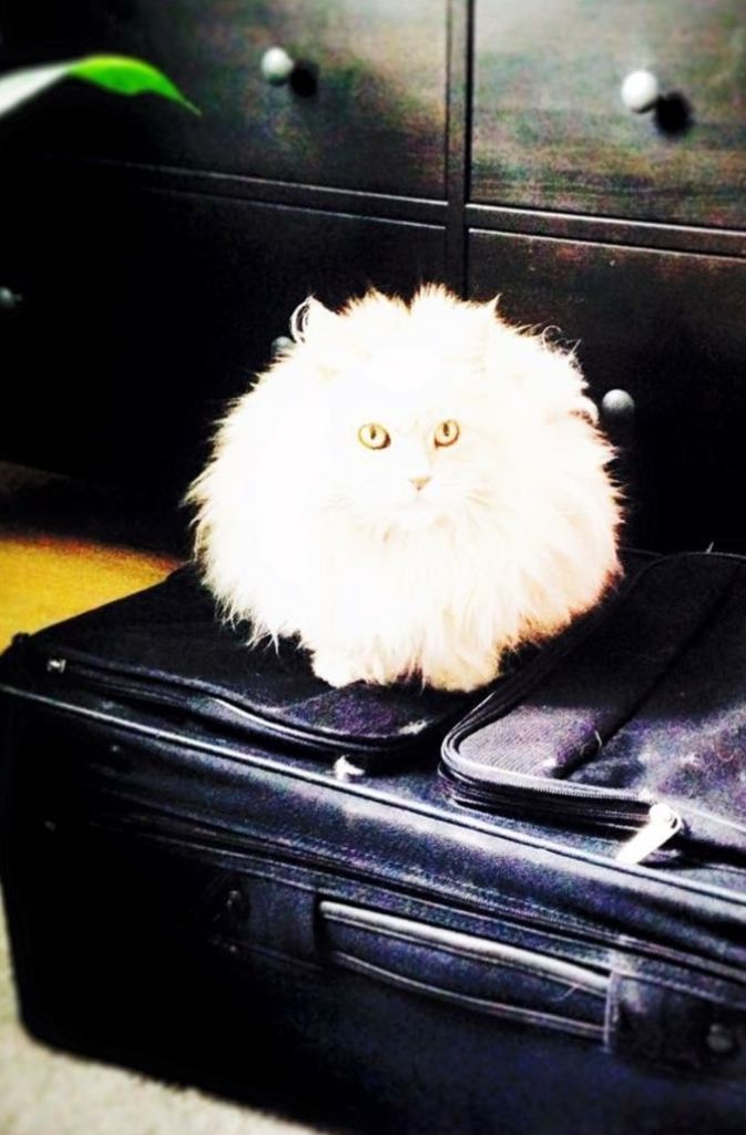 Katze Minou möchte ihre Besitzerin Eva Heer aus Stuttgart immer am liebsten auf Reisen begleiten. Hier sitzt sie „mutiert zum Kugelfisch“ auf dem Koffer.