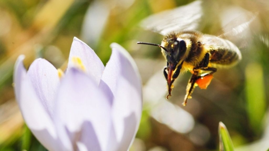 Fellbach: Kein leichter Job für Bienen