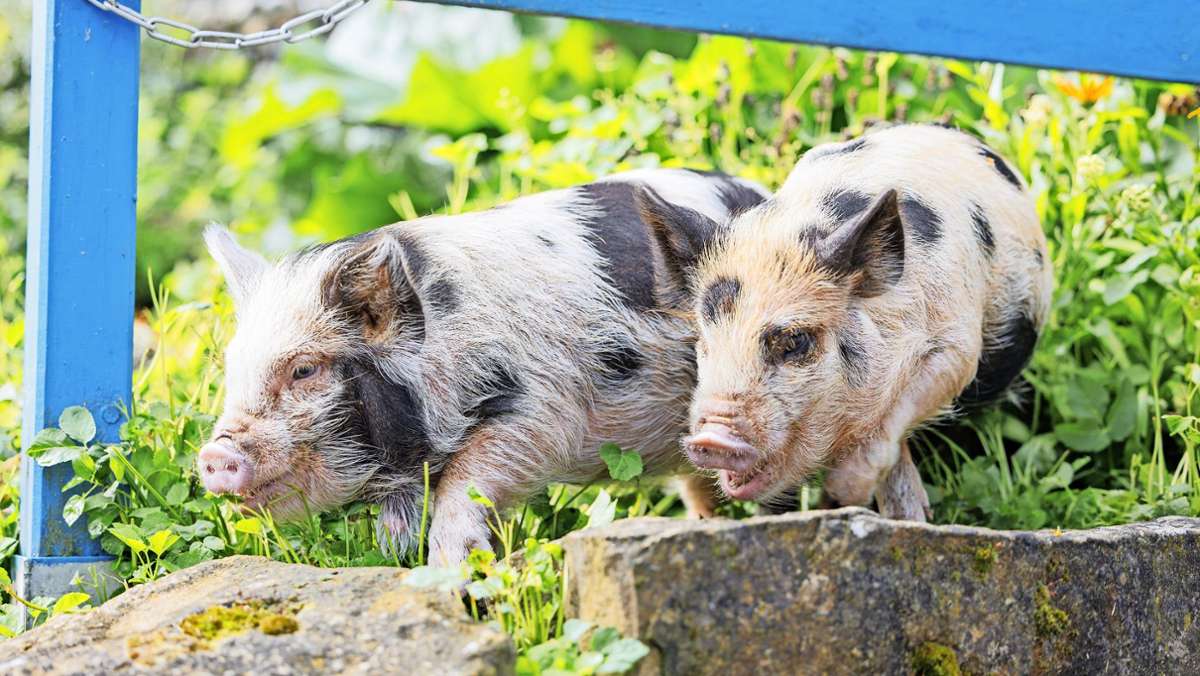 Kunekune-Schweine aus Neuseeland: Es grunzt wieder auf der Böblinger Jugendfarm