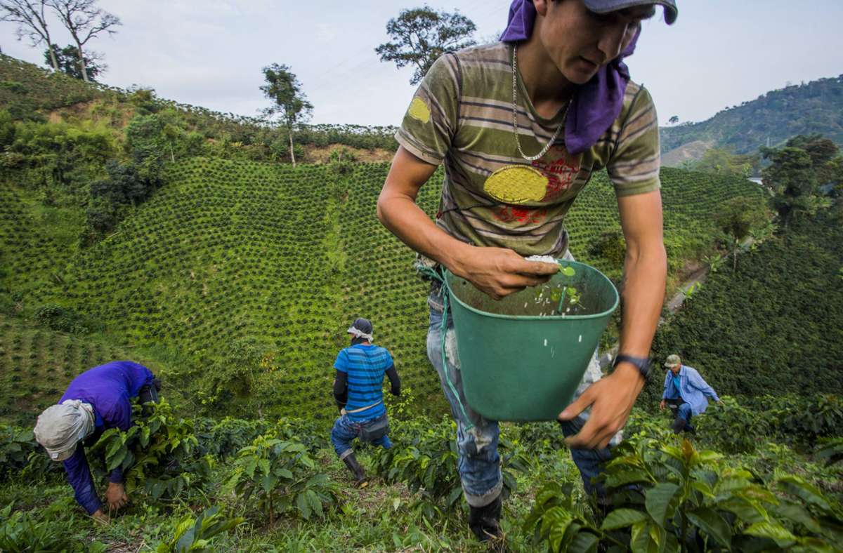Auf einem Großteil der Kaffeeplantagen wachsen Kaffeesträucher dicht an dicht. Pflanzenschutzmittel halten Insekten ab. Die Monokultur schadet Boden und Tieren.