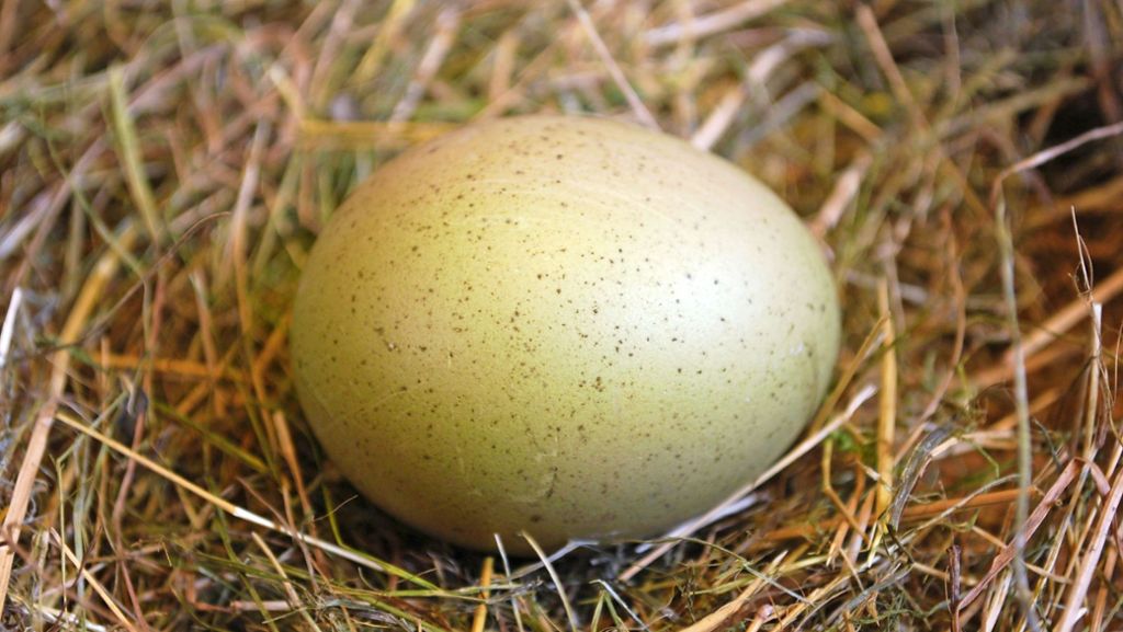  Warum Ostereier bunt sind, das wissen die Forscher – ungewiss ist aber, wieso manche Vögel runde und andere elliptische Eier legen. Gibt es einen Zusammenhang zwischen der Eiform und der Lebensweise der zugehörigen Vogeleltern? 