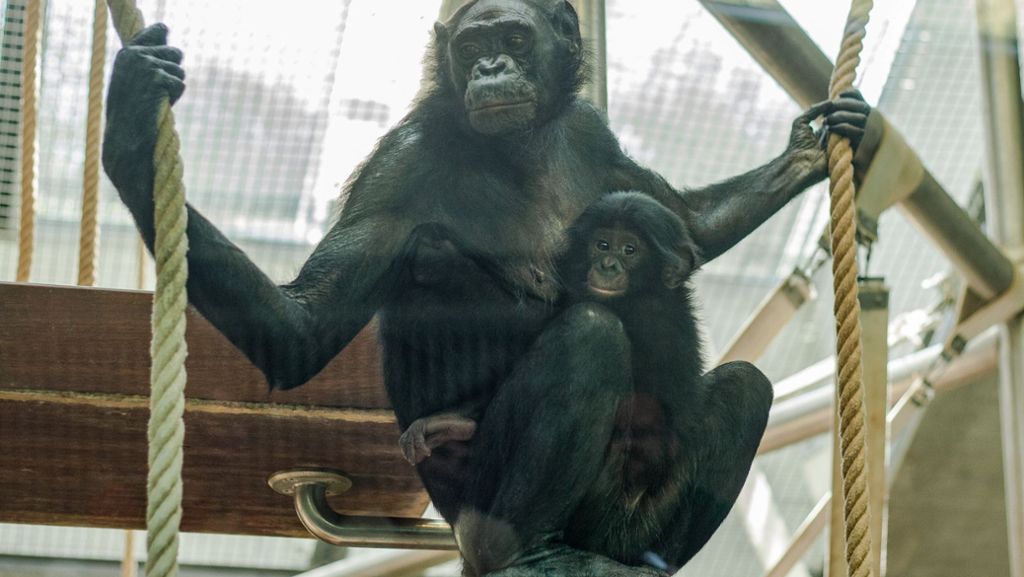 Wilhelma Stuttgart: Verstoßenes Bonobo-Baby findet eine neue Familie