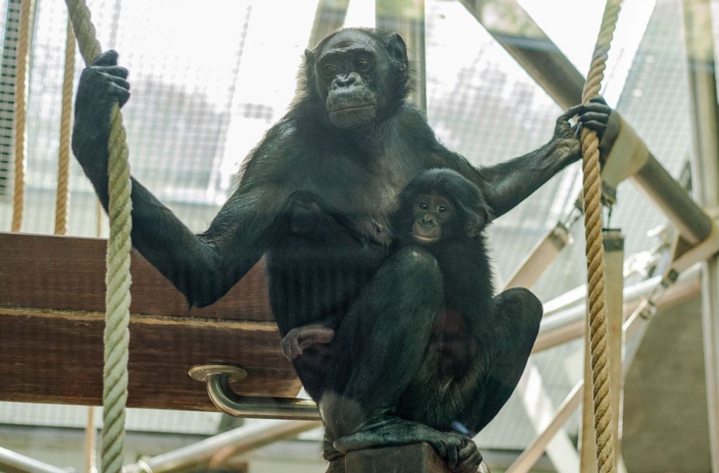 Bonobo-Oma Kombote kümmert sich liebevoll um das verstoßene Baby Xhosa.