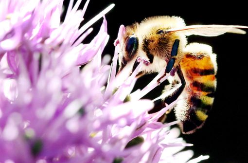 Die Regierung will Insekten besser schützen. Foto: dpa