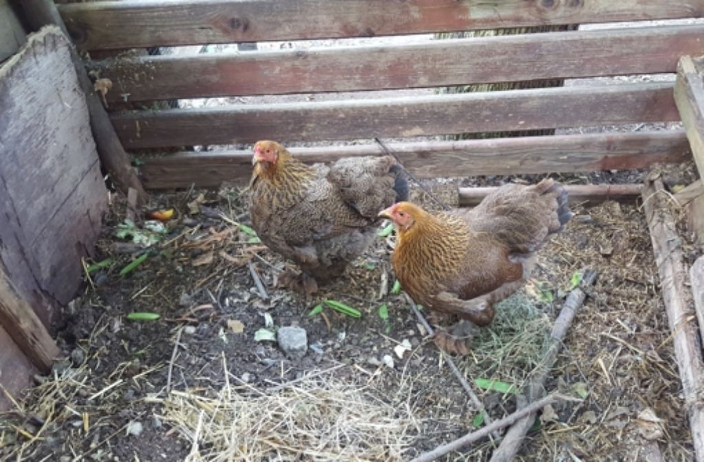 Das Hofälteste Huhn heißt Grete (links) und ist acht.