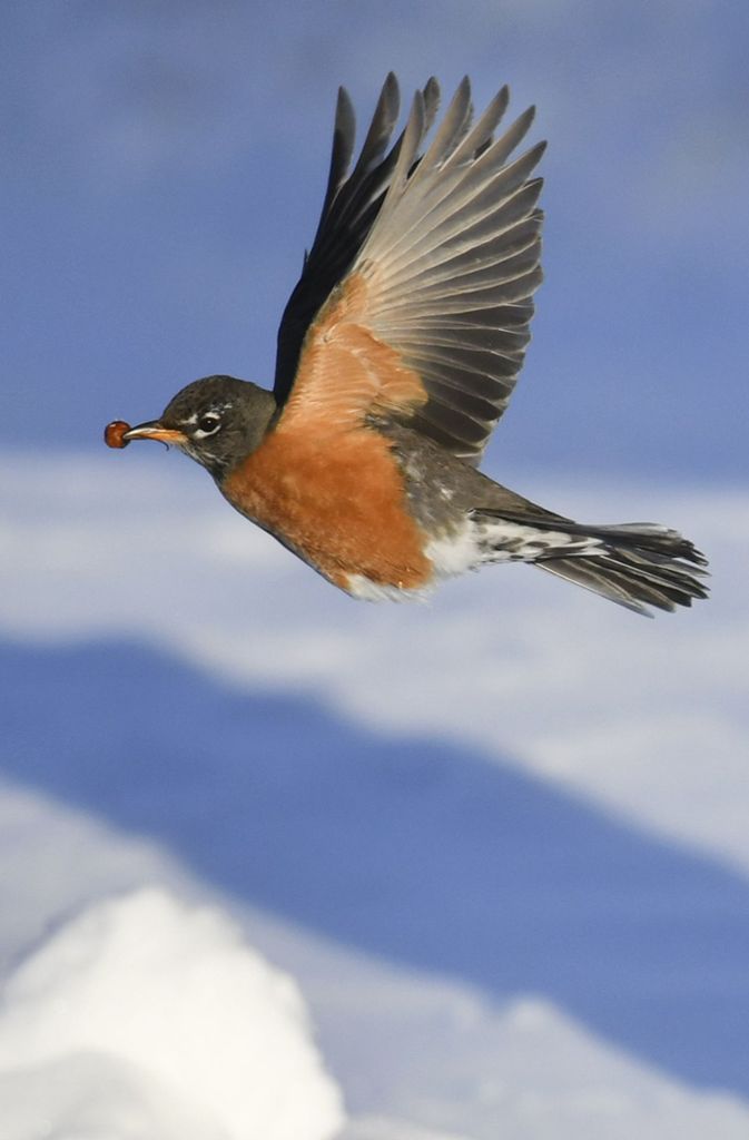 Ein Rotkehlchen fliegt mit einer Beere im Schnabel bei Lufttemperaturen von etwa minus 20 Grad.