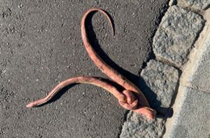 Tote Schlange mit verknotetem Körper gefunden