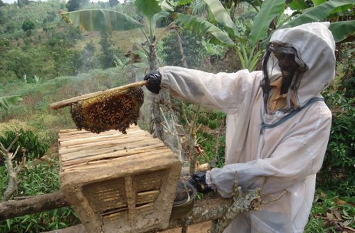 Die Imkerei ist auch in Ostafrika verbreitet. Honig ist ein beliebtes Nahrungsmittel zum Beispiel in der Küche Ugandas. Bei einem Projekt sollen mehr Menschen die Honigproduktion erlernen. Foto:  