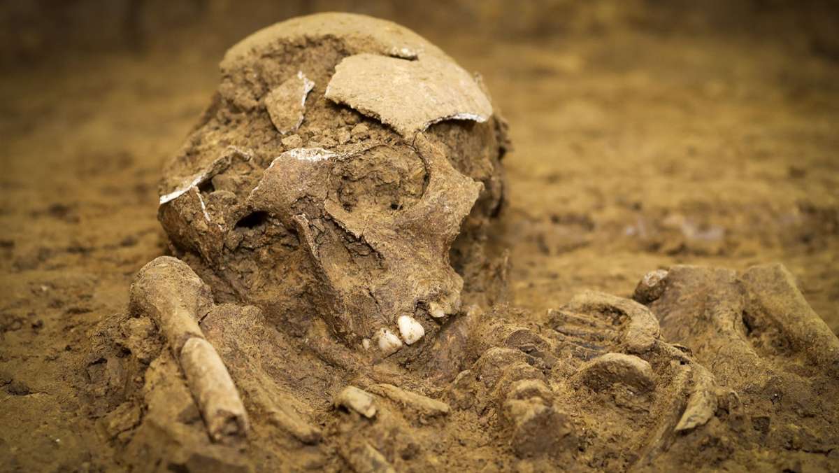  Bauarbeiter finden beim Aushub für ein Schulgebäude im Kreis Konstanz drei menschliche Skelette. Ein Archäologe stellt erste Vermutungen über den Fund an. 
