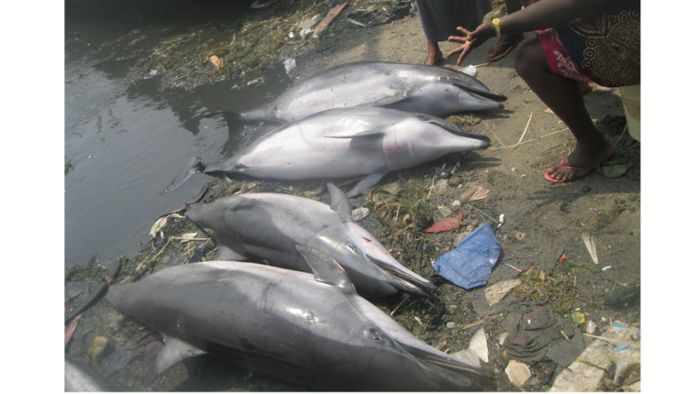 Warum immer mehr Delfine getötet werden