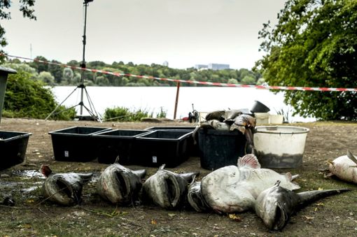 „Die Stadt ist nicht schuld“: OB-Kuhn weist die Kritik an der Stadt in Zusammenhang mit dem jüngsten Fischsterben zurück. Foto:  
