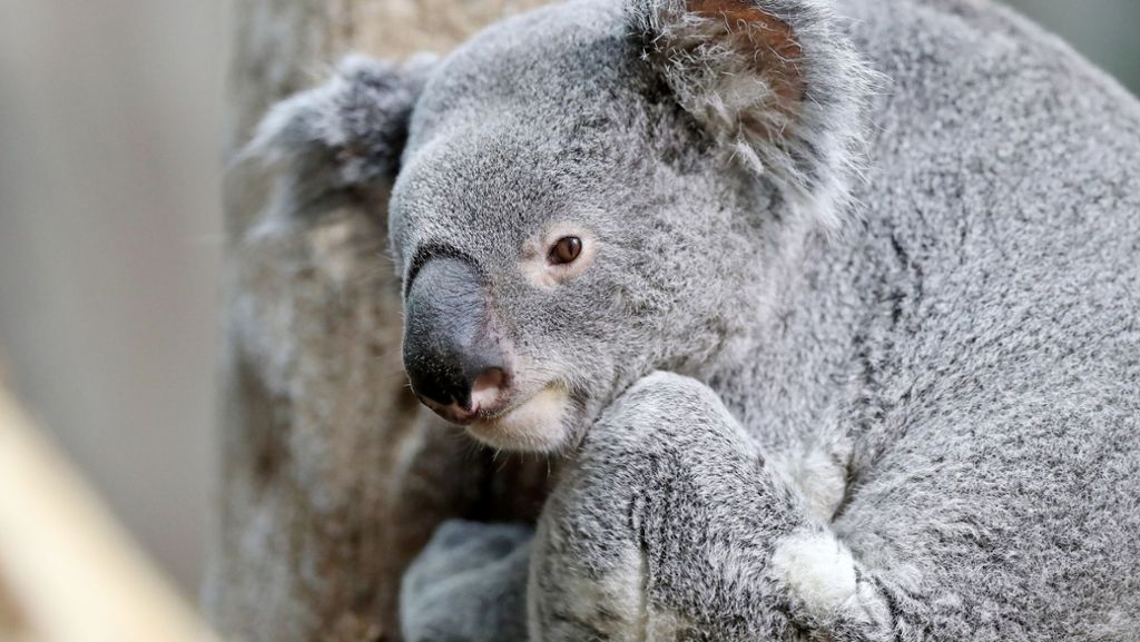 Koala verzückt Besucher seit einem Jahr: Oobi-Ooobi ist der Star in Leipzig