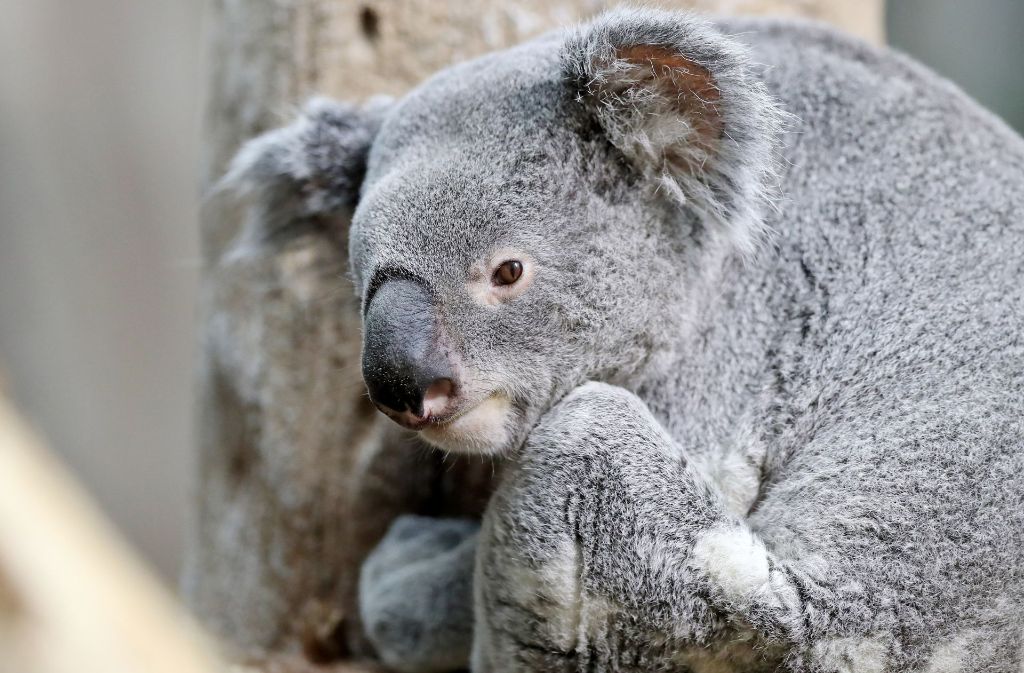 Lebt seit einem Jahr im Leipziger Zoo: Koala Oobi-Ooobi (3)