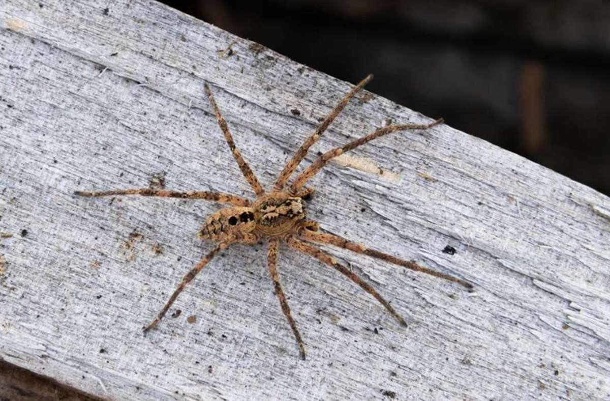 Nosferatu-Spinne: Ein neuer Gast in deutschen Wohnungen: Das Foto zeigt eine – nicht sehr giftige – Nosferatu-Spinne auf einem Holzblock.