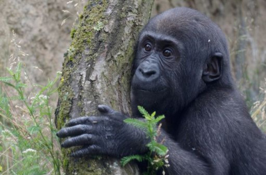 Ein Gorillababy lehnt sich in der Wilhelma in der Außenanlage des neuen Affenhauses an einen Baum.