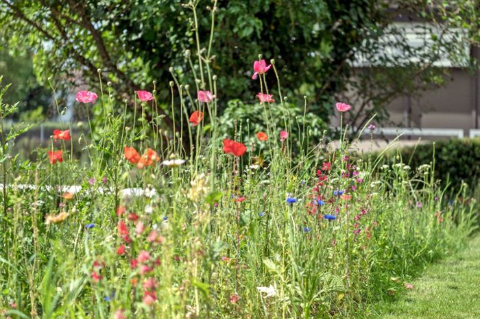 Lebensraum Garten: Blütenoase dank Gartenbewohner