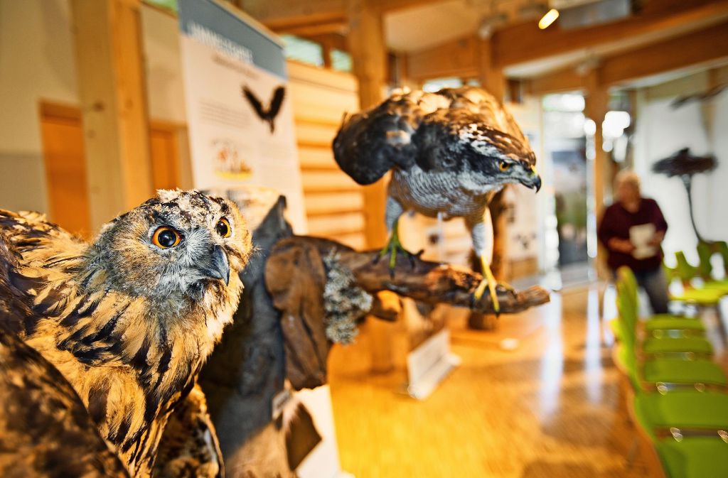 Die Greifvögel in der Ausstellung sind nur ausgestopft. Doch geben selbst die präparierten Tiere eine Vorstellung von der Majestät von Eule, Falke und Co.