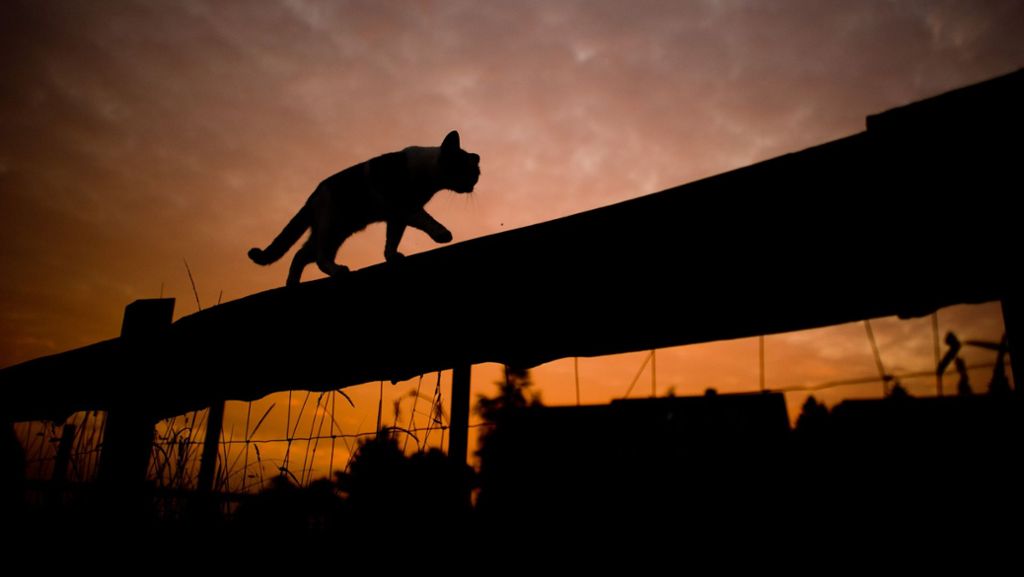 „Pepper“ reist 950 Kilometer: Vermisste Katze aus Holland in Österreich gefunden