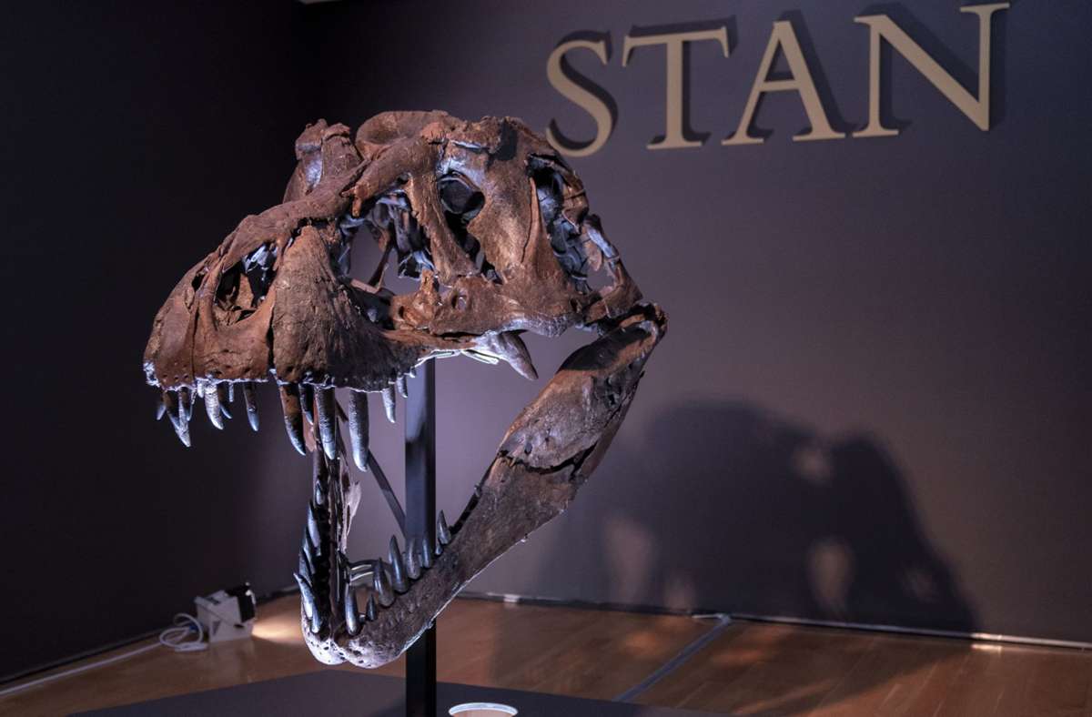Der Schädel von „Stan“: Der T-Rex war das größte Raubtier, das jemals die Erde bevölkerte. Dieser gewaltige Fleischfresser aus der Gruppe der Coelurosauria (wie der lateinische Name lautet, auf deutsch: Hohlschwanz-Echsen) war bis zwölf Meter lang und wog 6,8 Tonnen.