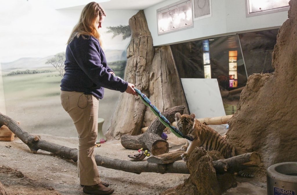 Die Tierpfleger im Zoo in Milwaukee kümmern sich intensiv um den kleinen Tiger.