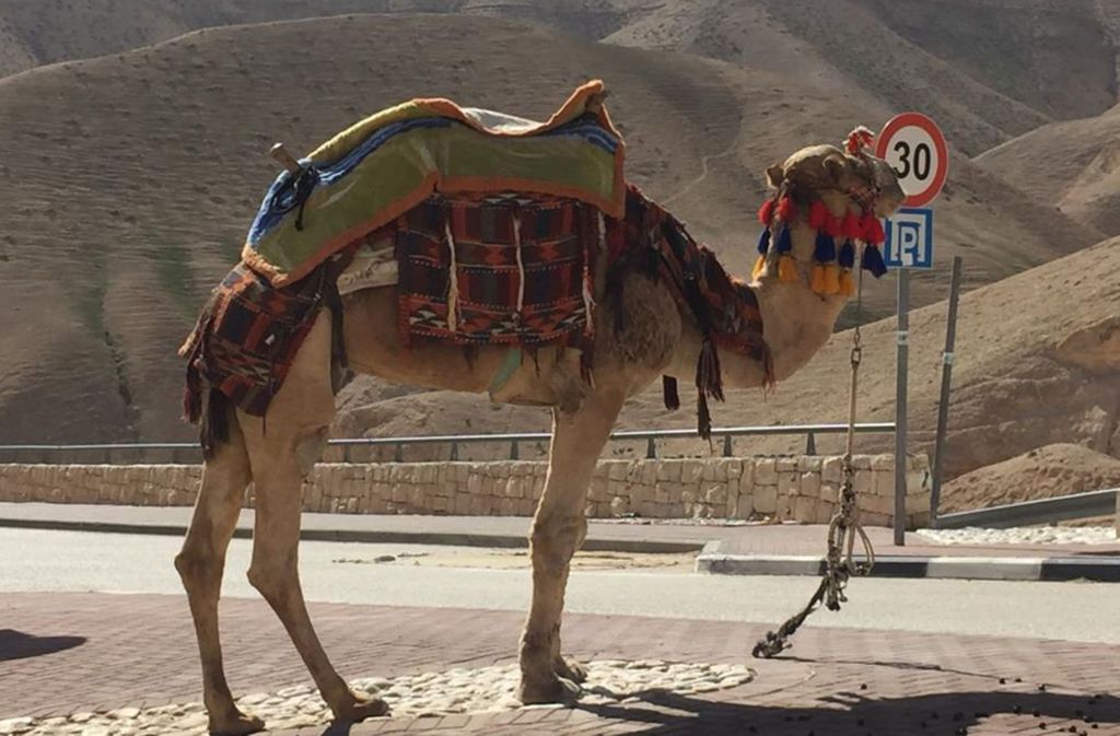 Impression aus Israel – dieses Kamel tanzt nicht mit in Barak Marshalls Pas de deux für „Deuces“.
